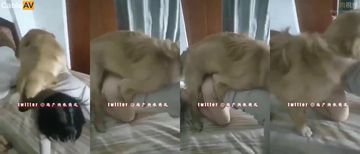 欧美精品做受xxx性少妇-正版成人直接看-奶樱AV