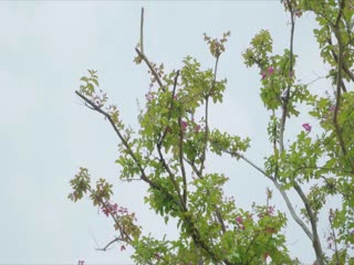 中文字幕婷婷-欧美电影免费完整版高清-奶霜AV