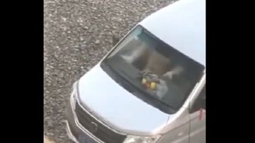 VideOSSeX变态狂另类-枪版韩国电影在线观看-雪绒AV