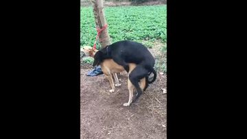 女警察被❌自慰叫爽动漫-午夜老版国语字幕-稚恋AV