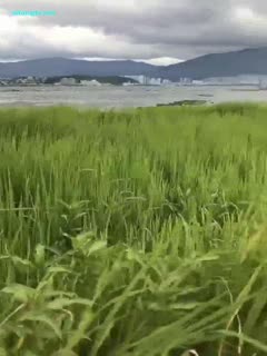 Japanese女厕撒尿亚洲XXX-HD1280高清成长在线视频免费观看-雪绒AV